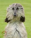 Afghan Hound 9R086D-053